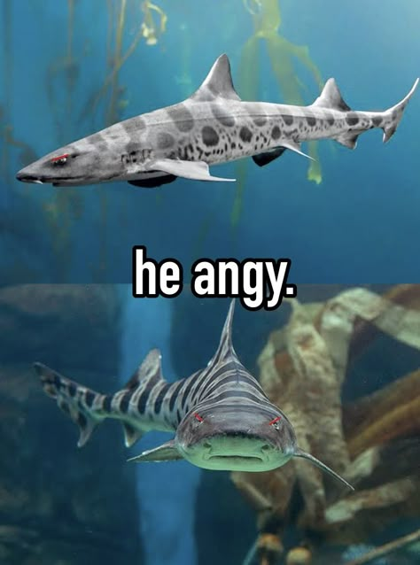 Leopard shark Thresher Shark Thursday, Get Rotated Shark, Baby Great White Shark, Silly Shark, Shark Meme, Silly Sharks, Shark Ray, Animals In Clothes, Shark Boots