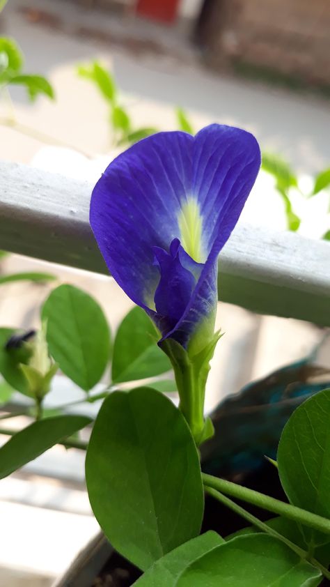 Butterfly Pea Tea, My Butterfly, Country Garden Decor, Red Orchids, Beautiful Butterfly Photography, Easy Mandala Drawing, French Country Garden, Butterfly Pea Flower, Butterfly Pea