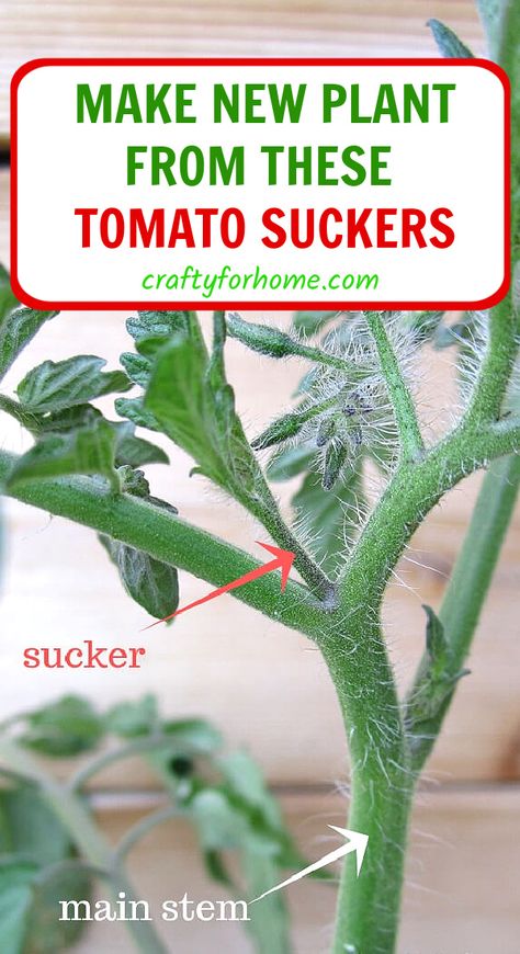 Tomato Container Gardening, Tomato Suckers, Ripen Green Tomatoes, Pruning Tomato Plants, Determinate Tomatoes, Types Of Tomatoes, Diy Raised Garden, Pepper Plants, Tomato Plants