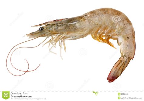 Photo about A raw shrimp on white background. Image of shrimp, seafood, food - 21869103 Shrimp Photography, Shrimp Costume, Pet Shrimp, Shrimp Boat, Salmon Fish, Fish Curry, Incredible Recipes, Bar Design Restaurant, Crustaceans