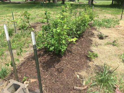 Transplant Blackberry Plants, Fruit Cages, Blackberry Bushes, Blackberry Plants, Blackberry Bush, Fruit Cage, Berry Bushes, Mulch, Gardening Ideas