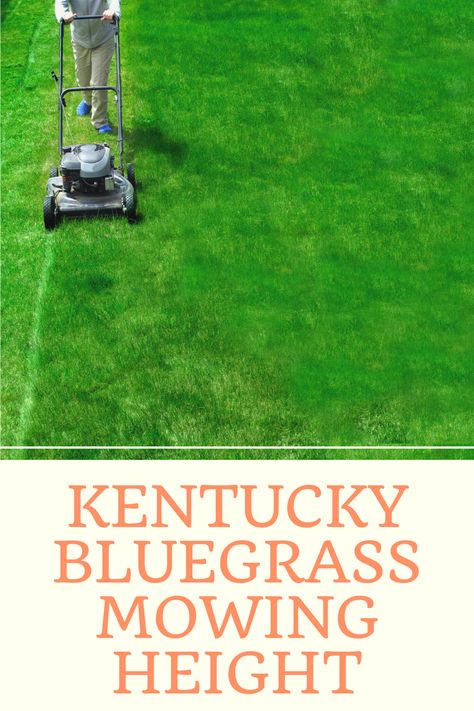 Find out the best height to mow Kentucky Bluegrass. Blue Grama Grass Lawn, Mowing Grass, Kentucky Bluegrass Lawn, Grass Maintenance Lawn Care, How To Fix Grass Lawn, Concrete Resurfacing, Lawn Care Tips, Healthy Lawn, Lawn Mowers