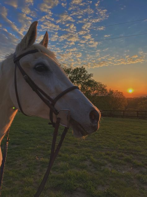 Caballos Aesthetic, Ice Horse, Horsey Life, Horse Riding Aesthetic, Cute Horse Pictures, Horse Aesthetic, Horse Silhouette, Funny Horse, Cute Horses