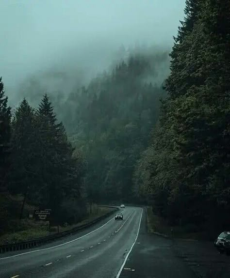 Dark Oregon Aesthetic, Moody Pnw Aesthetic, Washington Forest Aesthetic, Catherine Cowles, Oregon Aesthetic, Pnw Aesthetic, Oregon Nature, Dark Naturalism, Dark Forest Aesthetic