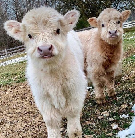 Highland Calves Cute, Small Fluffy Cow, Micro Cow, Mini Fluffy Cows, Floofy Cows, Pretty Cows, Mini Sheep, Tiny Baby Animals, Fluffy Cow