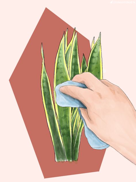 How to Care for and Grow Your Snake Plant — La Résidence · Plant Care Tips and More Plant Hallway, Sansevieria Laurentii, Plant Care Guide, Snake Plant Care, Indoor Watering Can, Sansevieria Plant, Plant Care Tips, Plant Benefits, Household Plants