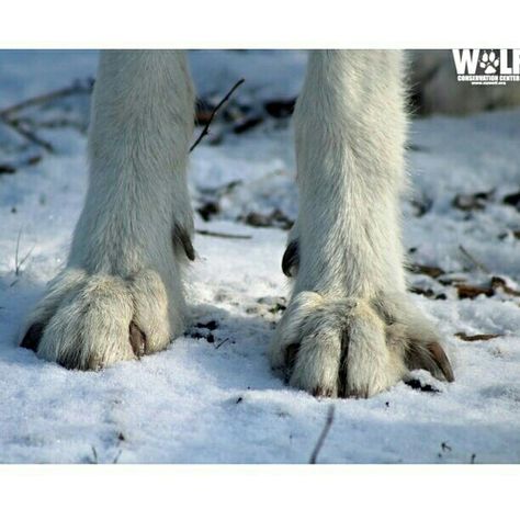 Two feet of snow? Two snowy feet? However you want to put it, it's Arctic gray wolf Atka before the blizzard! Photo by WCC Curator Rebecca Bose #ambassadorwolf  #Atka #wolf #wolfconservationcenter  #arcticwolf  #feet #paws Wolf Paws, Wolf Poses, Big Fluffy Dogs, Wolf Conservation Center, Wolf Paw, Trail Cameras, Wolf Stuff, Arctic Wolf, African Wild Dog