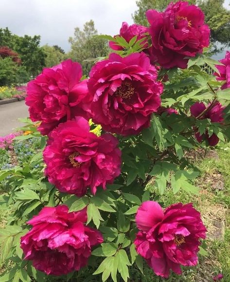 Flower Image, Peony Painting, Container Gardening Flowers, Peonies Garden, Garden Painting, Floral Garden, Garden Gates, Flower Images, Red Flowers