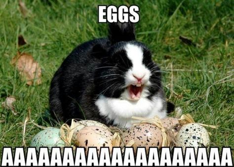 Egg hungry bunny! Bunny Meme, Evil Bunny, Bunny Quotes, Funny Easter Bunny, Animal Captions, Funny Rabbit, Easter Humor, Funny Bunnies, Memes Humor