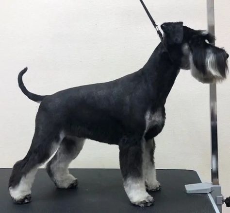 20 Best Schnauzer Haircuts for Dog Lovers - The Paws Schnauzer Cut Haircuts, Standard Schnauzer Grooming, Snauzer Haircut, Mini Schnauzer Haircut, Mini Schnauzer Grooming Haircuts, Schnauzer Haircut Hairstyles, Schnauzer Grooming Styles, Miniature Schnauzer Haircut, Shih Tzu Haircut