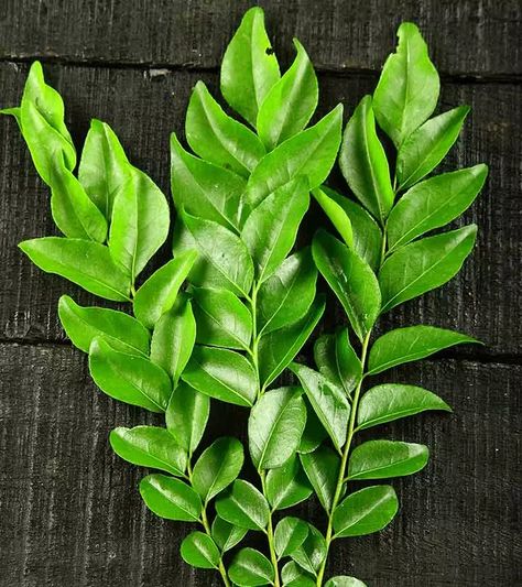 Fall Curry, Curry Leaves For Hair Growth, Yogurt For Hair, Curry Leaves Powder, Curry Leaf Plant, Grey Hair Remedies, Thicker Hair Remedies, Foods For Hair Growth, Foods For Hair