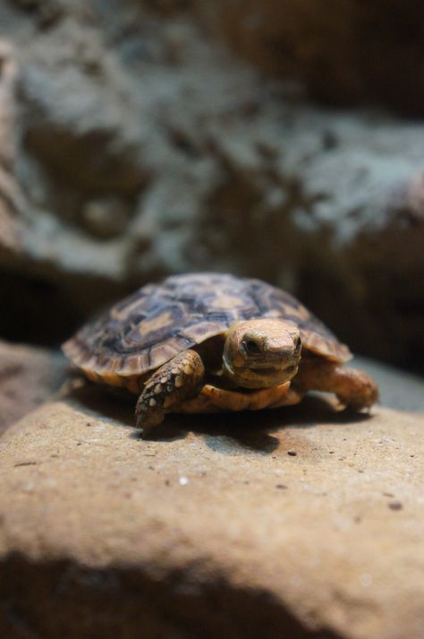 Pancake Tortoise, Seychelles Tortoise, Yellow Footed Tortoise, Cats Tortoise Shell, Horsefield Tortoise, Tennessee Aquarium, Veterinarian, Tortoise, Cute Animals