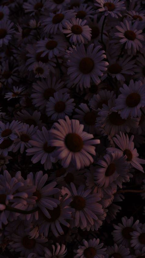 Dark Spring Background, Dark Spring Wallpaper, Asthetic Wallper Background, Dark Spring Aesthetic, Dark Flowers Wallpaper, Dark Asthetics Wallpers, Flower Hd, Black Phone Background, Flowers Black Background