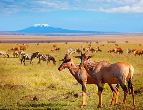 212,898 Kenya Photos and Premium High Res Pictures - Getty Images Amboseli National Park, Species Extinction, Safari Photo, Masai Mara National Reserve, Mount Kenya, The Tourist, Animal Species, African Elephant, December 11