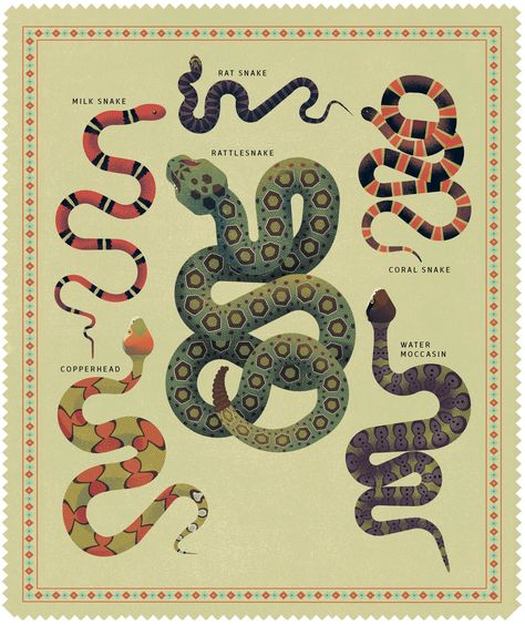 Coral Snake Drawing, Coral Snake Tattoo, Druid House, Snake Reference, Amazon Secrets, Texas Snakes, Rattlesnake Bites, Milk Snake, Black And White Snake