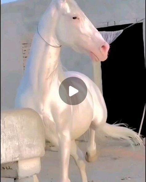 Rare Horse Colors, Rare Horse Breeds, Rare Horses, Golden Horse, Akhal Teke, Trendy Short Hair, Haircut For Older Women, Horse Life, Horse Coloring