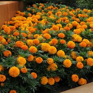 Marigold Plant, Marigolds In Garden, African Marigold, Rogers Gardens, Creeping Jenny, Plants For Hanging Baskets, Marigold Flower, Summer Plants, Fragrant Flowers