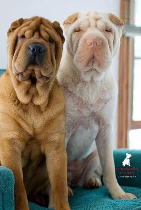 Sharpei Dogs Full Grown, Wrinkly Dog, Wrinkle Dogs, Shar Pei Dog, Super Cute Dogs, Very Cute Dogs, Really Cute Dogs, Puppies And Kitties