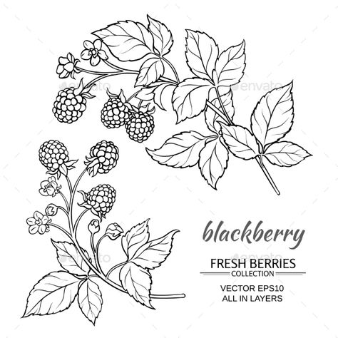 Blackberry Vector Set Tattoo Flash Prompts, Raspberry Flower Tattoo, Fruit Plant Tattoo, Raspberry Reference, Berry Branch Tattoo, Raspberry Branch Tattoo, Fruit Tattoo Design, Raspberry Tattoos, Raspberry Branch