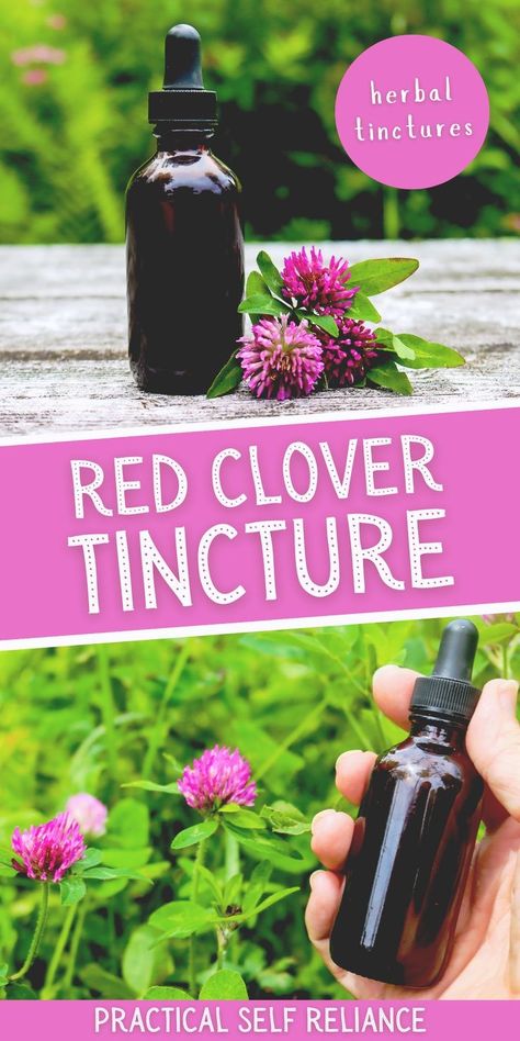 Red Clover Tincture: Herbalism for Beginners - Foraging for red clover is easy and this herbal tincture recipe is a great way to use red clover flowers. By making a tincture, you'll have a potent and effective herbal remedy at your fingertips whenever you need it. Learn how to make red clover tincture with this simple herbalism recipe. Transform this beautiful edible plant into an effective and affordable herbal medicine. Sweet Gum Ball Tincture, Red Clover Tincture, Herbal Tinctures Recipes, Tincture Recipes, Herbalist Garden, Herbal Business, Herbal Grimoire, Medicinal Herbs Remedies, Herbs Medicine