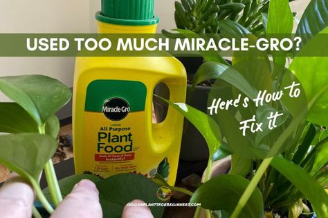 Miracle Grow How To Use, Miracle Grow, Home Garden Plants, Plant Cuttings, Mustard Bottle, Plant Food, Trees And Shrubs, Healthy Plants, Indoor Garden