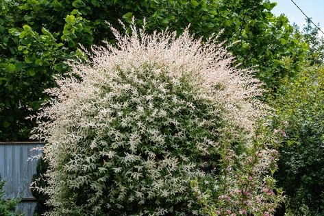 Dappled Willow Tree, Fast Growing Shrubs, Lollipop Tree, Dappled Willow, Front Gardens, Winter Plants, Potted Trees, Replant, Deciduous Trees