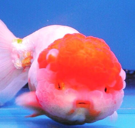 Goldfish Chunky Goldfish, Puffy Goldfish, Chubby Goldfish, Fat Goldfish, Cute Animal Wallpapers, Lionhead Goldfish, Weird Looking Animals, Aesthetic Fish, Cute Goldfish