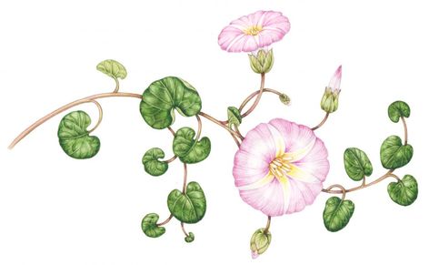 Botanical illustration Archives - Lizzie Harper Coastal Flowers, Geranium Pratense, Sycamore Leaf, Cranesbill Geranium, Botanical Sketchbook, Dark Purple Flowers, Sea Holly, Flower Guide, Thistle Flower