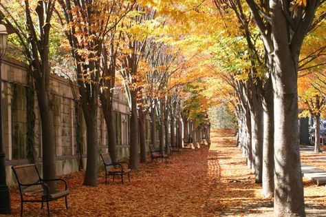 downtown princeton, nj in the fall Road Trip America, Educational Background, Jersey Day, 2023 Vibes, Princeton New Jersey, Downtown Aesthetic, Museum Aesthetic, Princeton Nj, 2022 Aesthetic