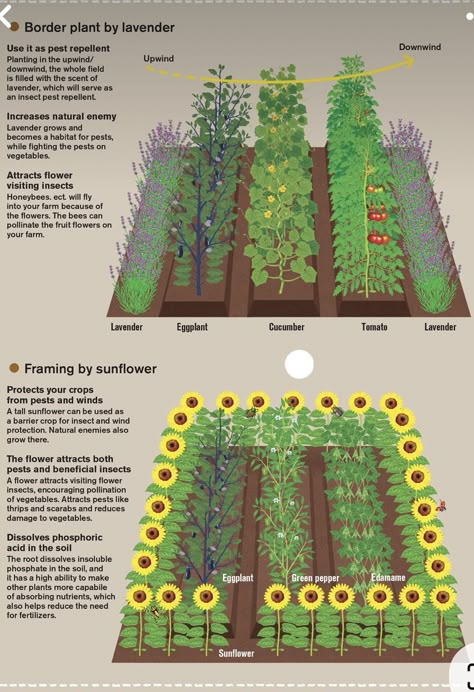 Different Types Of Plants, Container Pool, Taman Air, Vegetable Garden Planning, Homestead Gardens, Backyard Vegetable Gardens, Future Garden, Veg Garden, Backyard Farming