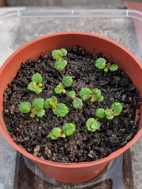 My first post! Strawberry seedlings after a shower. Strawberry Seedlings, Growing Strawberries, Home Flowers, Garden Diy, Horticulture, Beautiful Gardens, Strawberries, Landscaping, Planter Pots