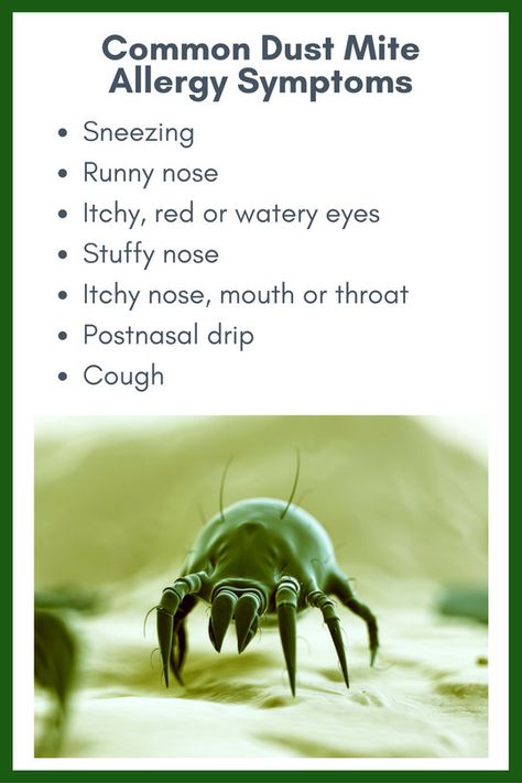 Allergy Buyers Club | Dust mites can be a pest year-round, and are particularly worrisome in summer months, but they can get stirred up again in the fall for different reasons — and wreak havoc for the millions of people who have dust allergies. Dust Allergy Symptoms, Dust Allergies, Dust Mite Allergy, Itchy Nose, Dust Allergy, Watery Eyes, Stuffy Nose, Allergy Symptoms, Runny Nose