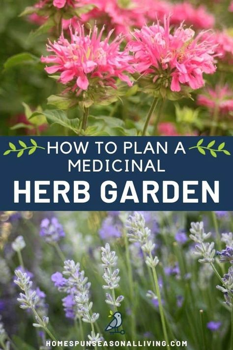 Plan and plant a medicinal herb garden uniquely suited to your family's special needs with this easy to follow guide. Get all the info to get started on my blog. Herbal Alchemy, Medicinal Herb Garden, Cottage Garden Plan, Medicinal Weeds, Medicine Garden, Gardening Herbs, Herbal Garden, Medicinal Herbs Garden, Medicinal Garden