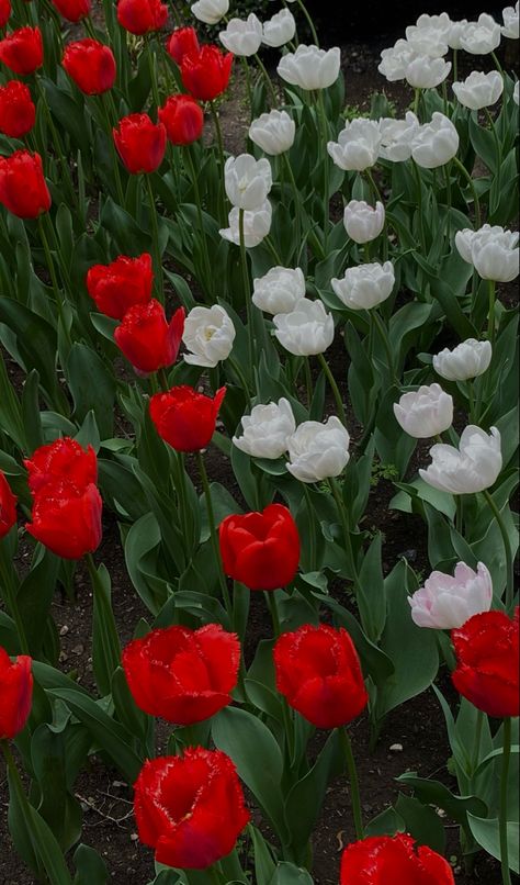 Tulips, Flowers, Red, White, Garden, Wallpaper Tulip Flower Drawing, White Flower Wallpaper, Garden Wallpaper, White Garden, Flowers Red, White Tulips, Red Tulips, Red Wallpaper, Tulips Flowers