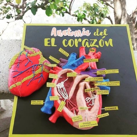 Cardiovascular System 3d Project, 3d Heart Project Anatomy, 3d Heart Project, Heart Projects Anatomy 3d, Heart Model Project Science, Heart Model Project, Circulatory System Projects, Science Exhibition Working Models, Heart Biology