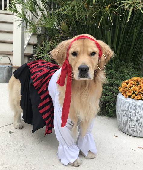 Dog Pirate Costume, Golden Retriever Halloween Costume, Golden Retriever Costume, Golden Retriever Halloween, Dog Makeup, Carve Pumpkins, Dog Halloween Costume, Celtic Traditions, Children Dress