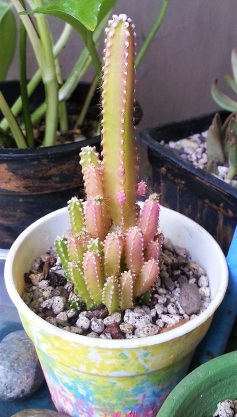 This stressed Fairy Castle Cactus is super gorgeous! Just like a queen sitting on her equally gorg little throne of a pot. =D Beautiful Planets, Fairy Castle Cactus, Cactus Farm, Arizona Garden, Baby Cactus, Arizona Gardening, Fairy Castle, Cactus Planter, Inside Plants