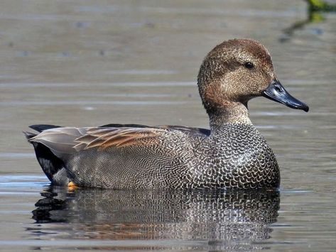 Male Duck, Duck Species, Blue Winged Teal, White Patches, White Wings, Beautiful Birds, Ducks, Animal Drawings, North America