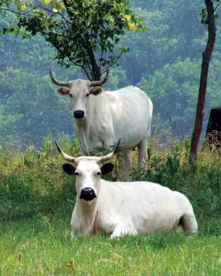 Heritage Cattle Breeds for the Small Farm White Cows, Small Farms, Bull Cow, Cattle Breeds, Beef Cattle, Sustainable Agriculture, Cow Calf, Rare Animals, Rare Breed