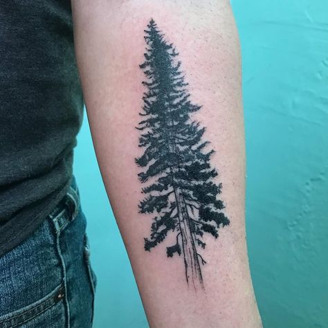 Reposting @jessieisokay: "Douglas fir. Thank you, Matt!" #treetattoo #naturetattoo #stlouis #tattoolife Doug Fir Tattoo, Fur Tree Tattoo, Pine Forest Tattoo Design, Adirondack Tattoo, Douglas Fir Branch Tattoo, Douglas Fir Tattoo Oregon, Douglas Fir Tree Tattoo, Big Pine Tree Tattoo, Douglas Fir Tattoo