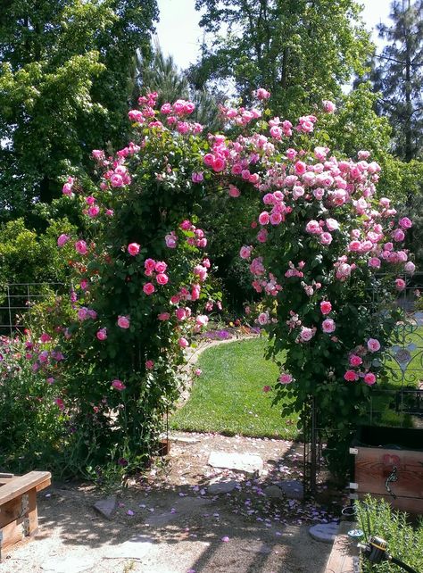 Social Climber, climbing rose Rose Climbers Trellis, Climbing Roses Illustration, Golden Showers Climbing Rose, Flower Arch Garden Climbing Roses, Kiss Me Kate Climbing Rose, Thornless Climbing Roses, Purple Climbing Roses, Honeymoon Arborose Climbing Rose, Zuppa Toscana Soup Olive Garden