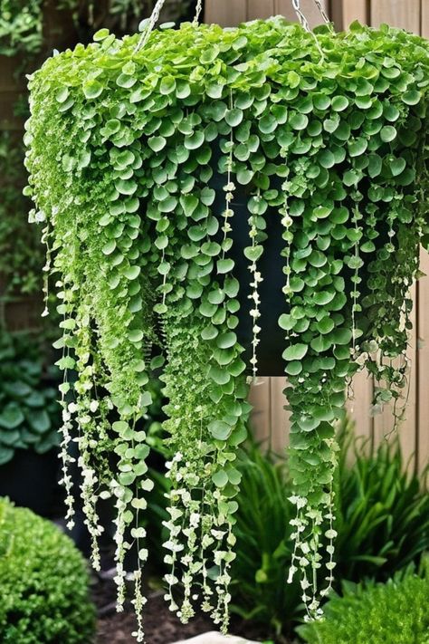 Discover the beauty of hanging ground cover plants for your outdoor space. Ground cover plants like Dichondra Silver Falls and Asiatic Jasmine Minima are perfect for creating a lush green carpet effect. Trailing plants such as Silver Ponyfoot and Creeping native groundcover add texture and interest to your garden landscape. Explore fast-growing options like Variegated Vinca or Evergreen choices such as Prostrate rosemary to fill in empty spaces quickly. Groundcover Plants, Cascading Ground Cover, Green Ground Cover Plants, Purple Ground Cover Plants, Ground Cover Plants You Can Walk On, Ground Cover Plants Shade, Evergreen Ground Cover Plants, Silver Falls Dichondra, Small Yellow Flowers