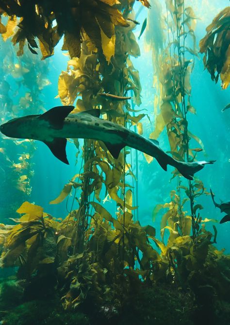 Ocean Adventure, Fauna Marina, Kelp Forest, Shark Gifts, Ocean Vibes, Marine Biology, Ocean Creatures, Marine Animals, Underwater Photography