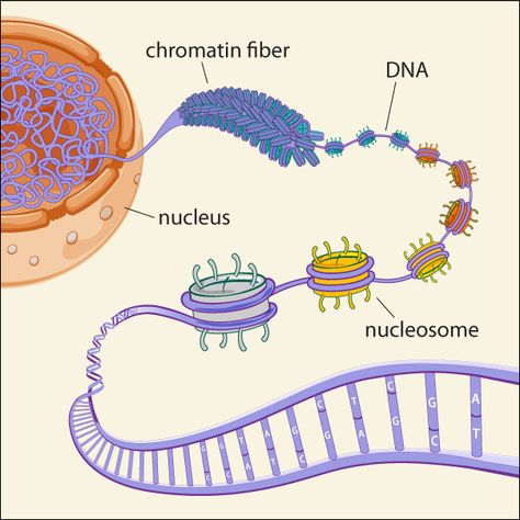 Bio Diagrams, Dna And Genes, Anatomy Education, Biology Memes, Gene Mutation, Dna Methylation, Biology Humor, Human Genome, Medical Laboratory Science