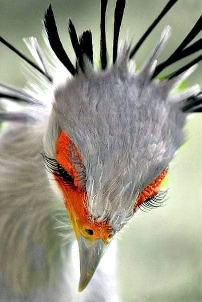 Burung Kakatua, Secretary Bird, Animals Tattoo, Most Beautiful Birds, Rare Animals, Pixar Movies, World Pictures, Exotic Birds, Amazing Animals