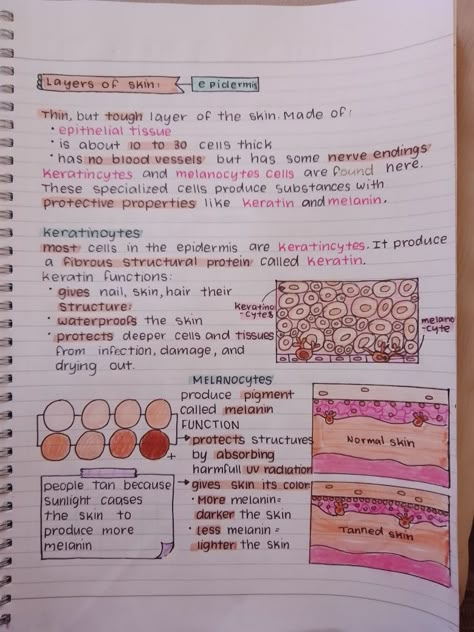 Biology Skin Notes, Notes For Medical Terminology, Skin Notes Anatomy, Skin Anatomy Notes, Dermatology Study Notes, Anatomy And Physiology Notes Integumentary System, Dermatology Notes, Integumentary System Notes, Cosmetology Notes