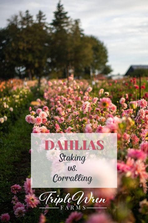 Dahlias Garden, Flower Truck, Flower Business, Plant Supports, Small Farm, Design Your Dream House, Layout Inspiration, Flower Farm, Wren