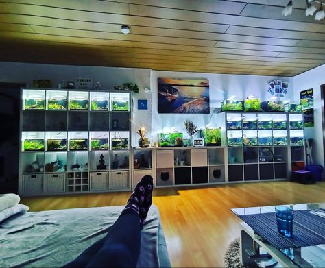 Fish Tank Shelf Ideas, Bookshelf Aquarium, Aquarium Room, Aquarium Store, Aquarium Garden, Turtle Care, Nature Room, Fish Tank Terrarium, Guppy Fish