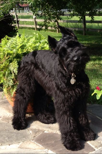 Sadie, Giant Schnauzer looks just like my mini Angus but giant <3 Big Schnauzer, Giant Schnauzer Haircut, Schaunzer Dog, Schnauzer Dog, Giant Schaunzer, Giant Schnauzer Grooming Styles, Giant Schnauzer Puppies, Large Schnauzer, Giant Shnauzer