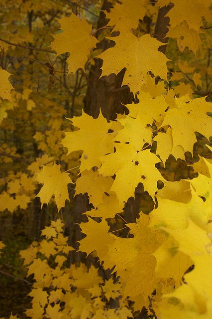 autumn Fall Foilage, Autumn Holiday, Autumn Thanksgiving, Thanksgiving Holiday, Autumn Beauty, Yellow Aesthetic, Yellow Leaves, Autumn Forest, Favorite Season